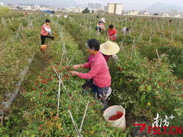 解決“椒”慮！佛山駐天堂鎮(zhèn)幫扶工作隊(duì)為當(dāng)?shù)乩苯吠劁N路